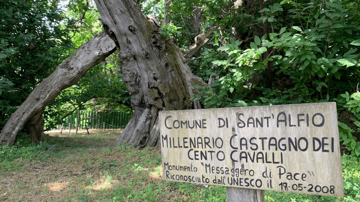 Ultimi giorni per votare il Castagno dei Cento Cavalli come “albero dell’anno” - 
