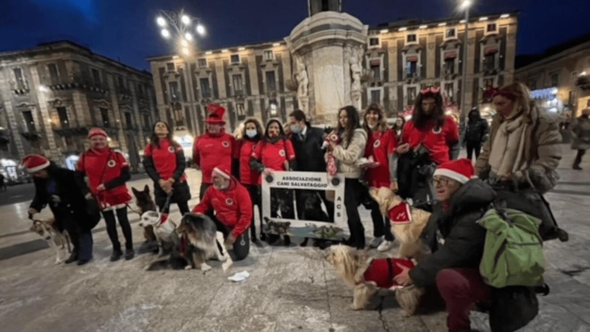 Sfilata natalizia dei cani per il salvataggio al centro storico per sensibilizzare al primo soccorso - 