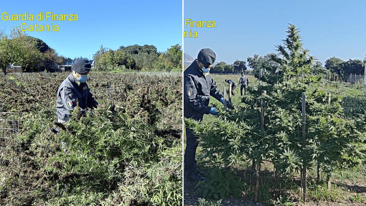 Operazione della Guardia di Finanza: sequestrati 260 kg di canapa indica sativa (light) - 