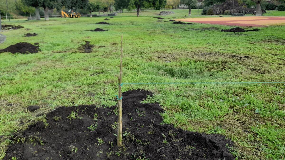 Plastic Free dona un centinaio di alberi di Paulownia per il Parco Gemmellaro - 