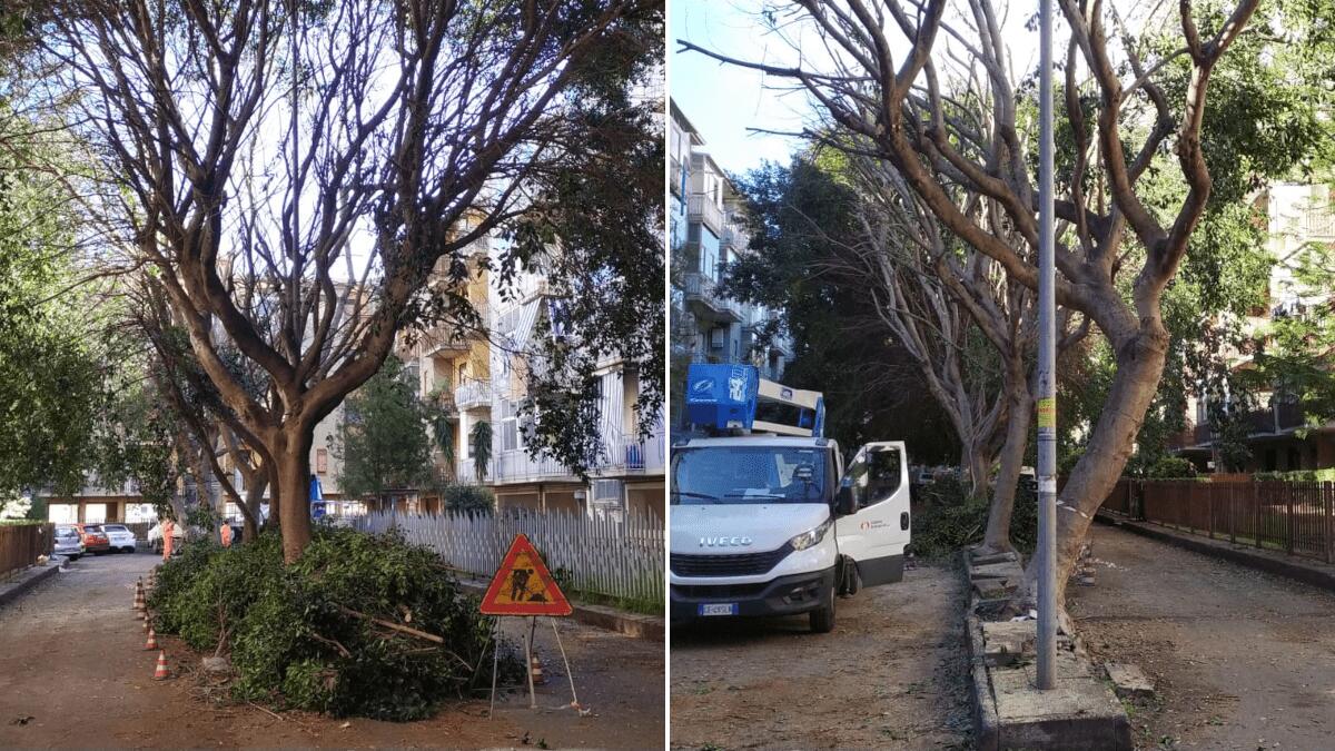 Cenni di cura del verde e potatura alberi a San Giovanni Galermo - 
