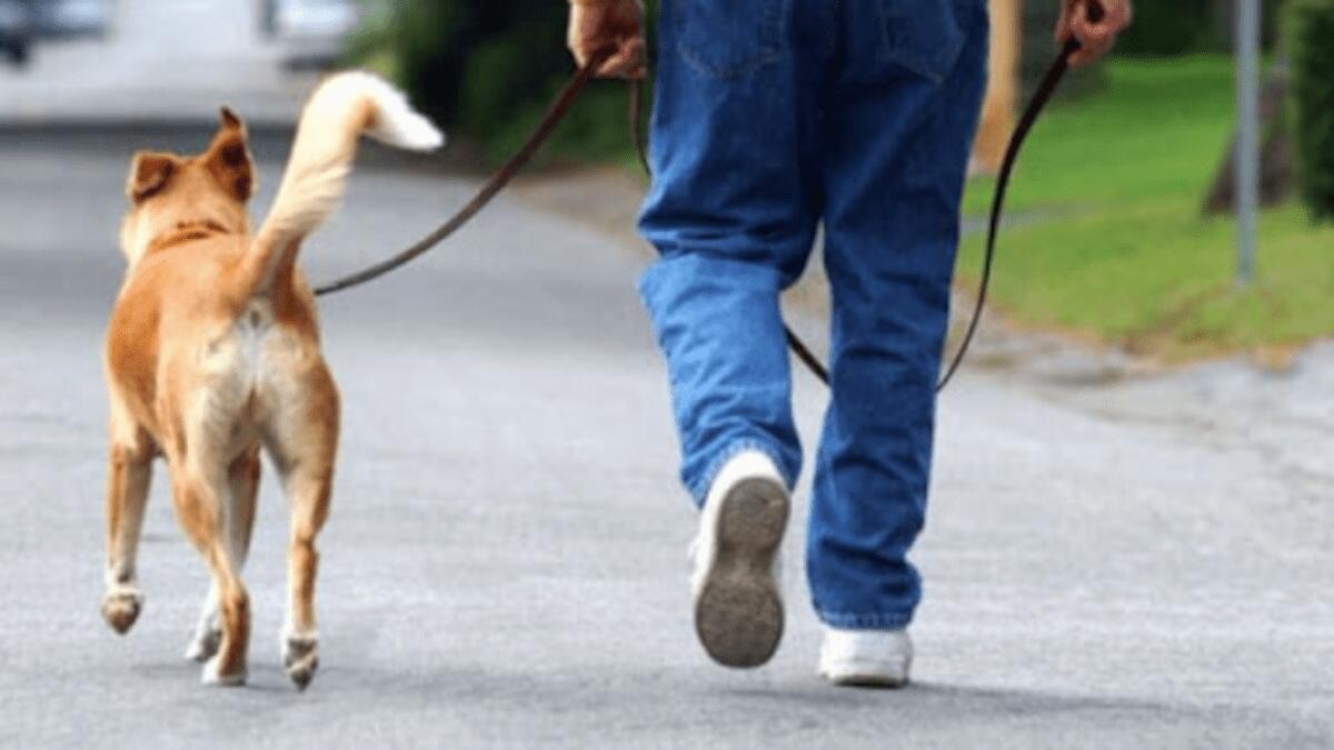 Pluripregiudicato ai domiciliari in giro col cane: trovato candelotto in casa, intervengono artificieri - 