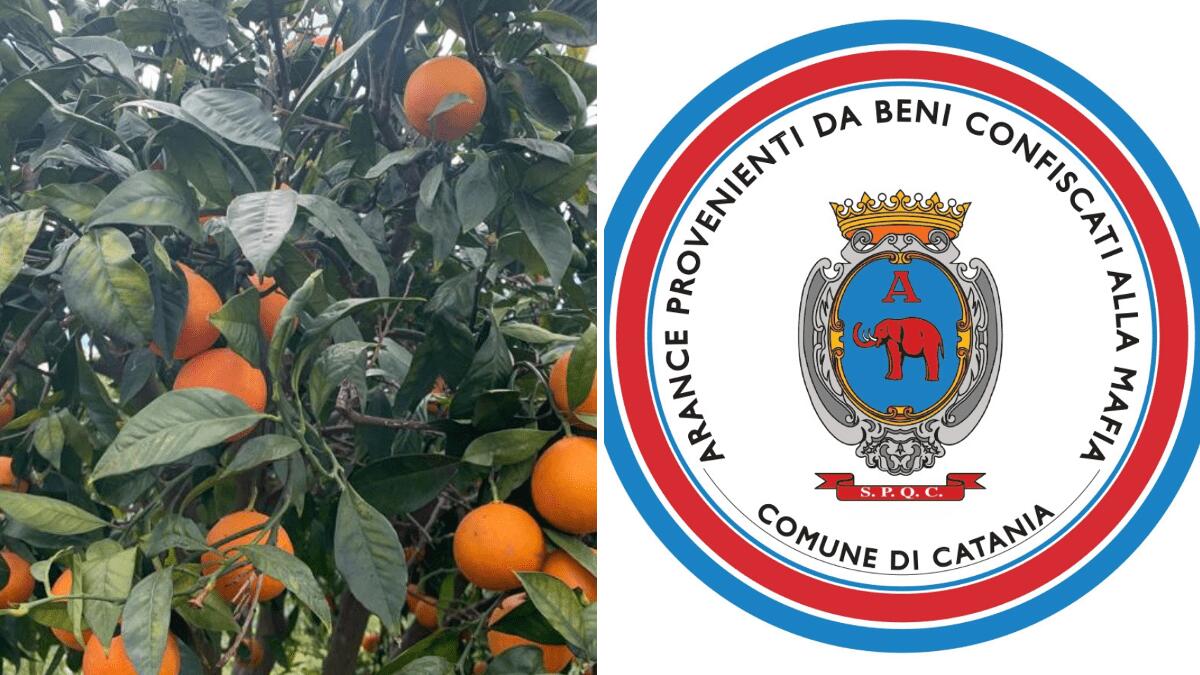 Catania, raccolta solidale di arance in un terreno confiscato alla mafia - 