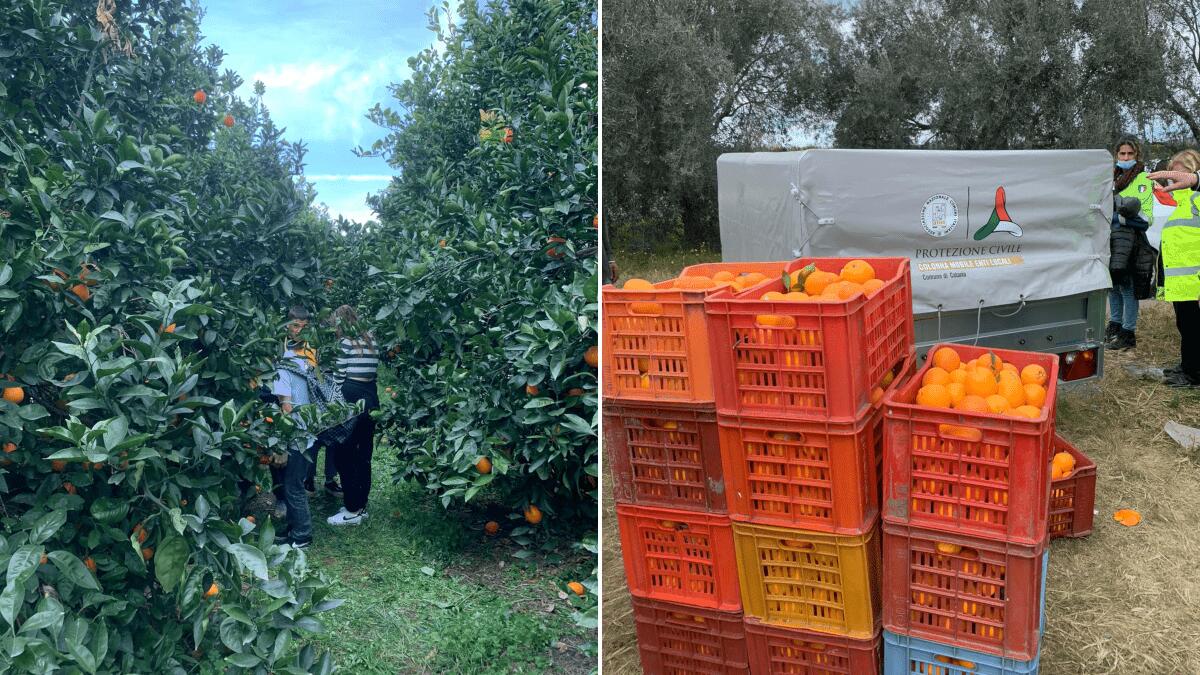 Gli alunni delle scuole catanesi partecipano alla raccolta solidale delle arance della legalità - 