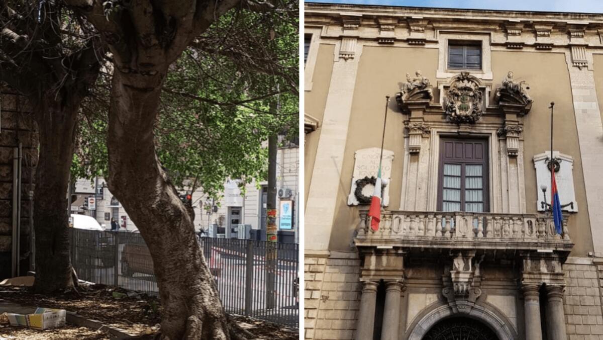 Largo Pascoli, il Comune smentisce la notizia dell'abbattimento dei due alberi - 
