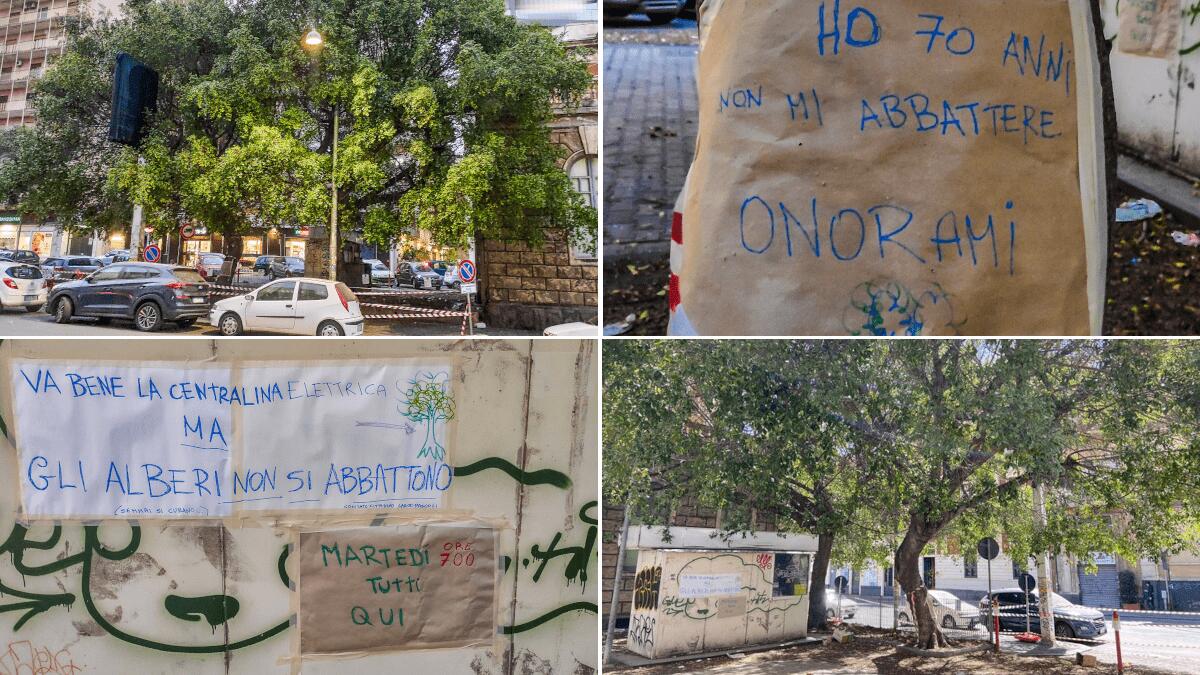 Possibile abbattimento alberi “storici”: opposizione di Bianco e sit-in di attivisti e ambientalisti - 