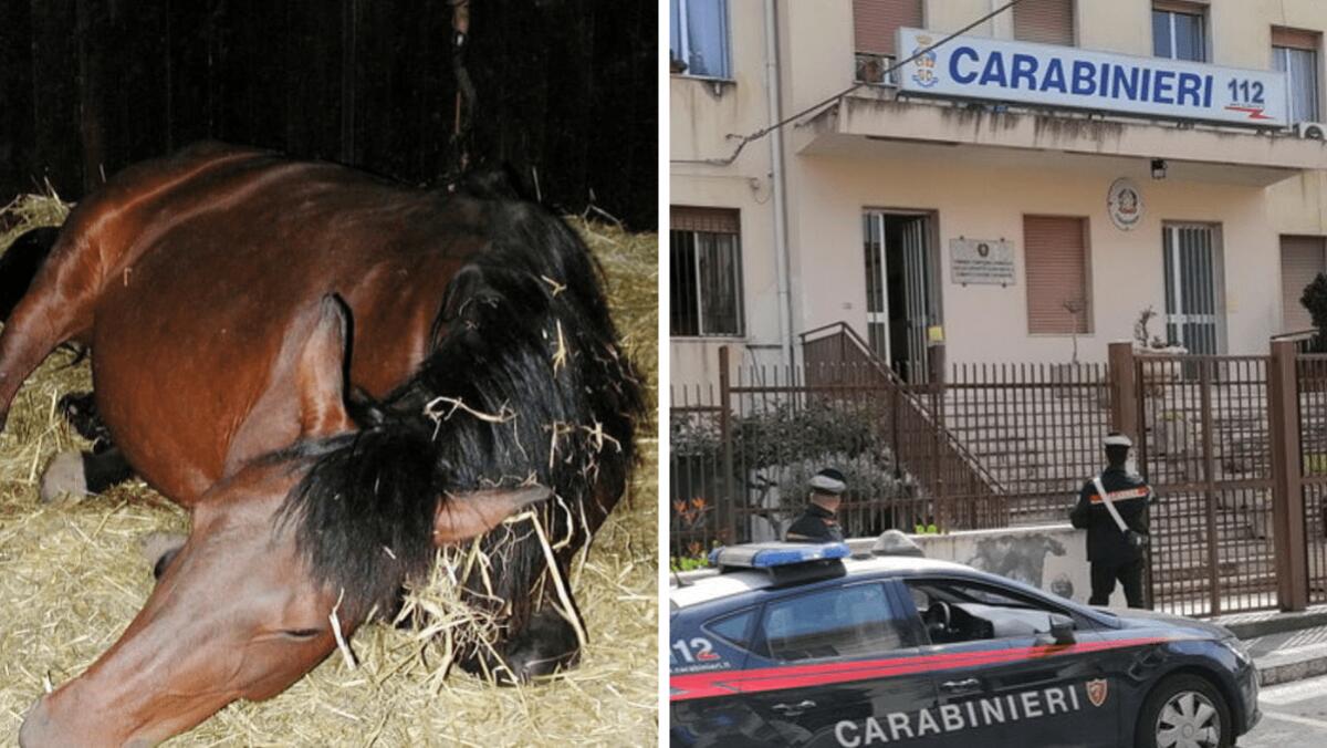 Arrestati ladri di auto e natanti, scoperto anche un video sull'uccisione di un cavallo - 