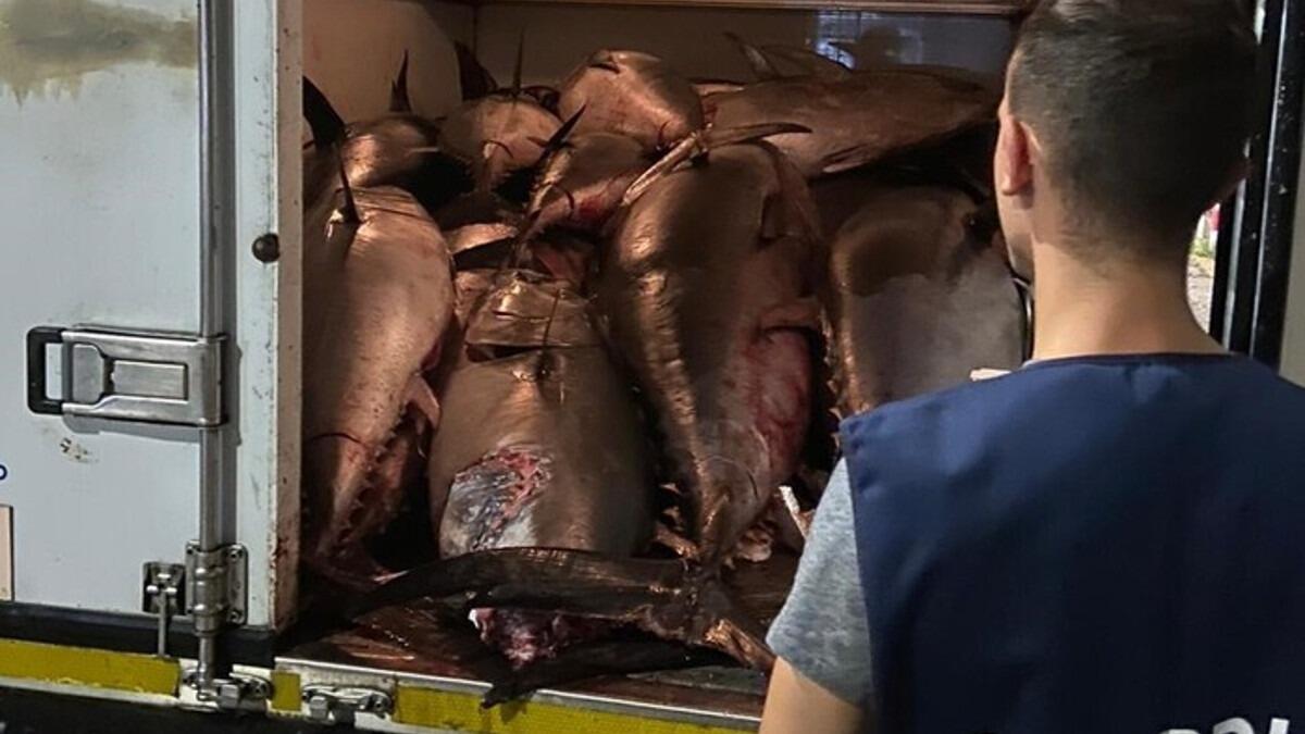 Sequestrati 13 tonni a Catania: ecco perché (I FATTI) - 