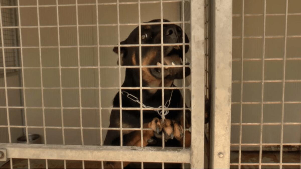 Denuncia Ps per maltrattamenti animali e abbandono minorenni, Procura: «Fatto non sussiste» (NOMI E DETTAGLI) - 