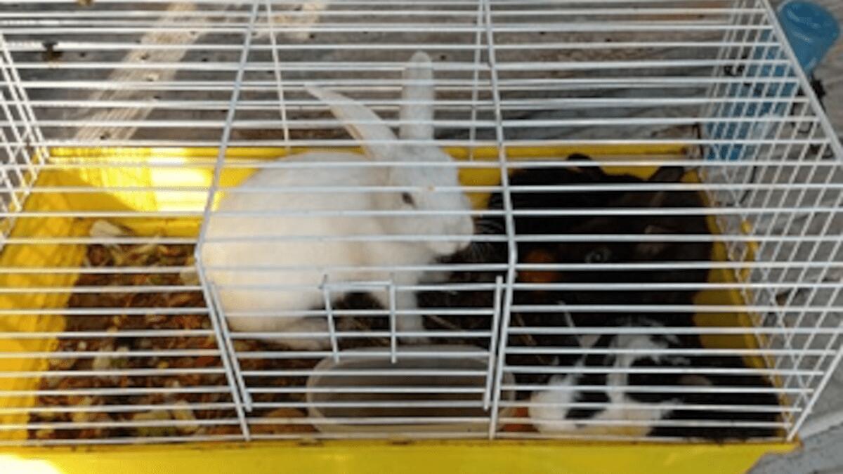 Sequestrata attività di autoriparazione e recuperati animali abbandonati in gabbia - 