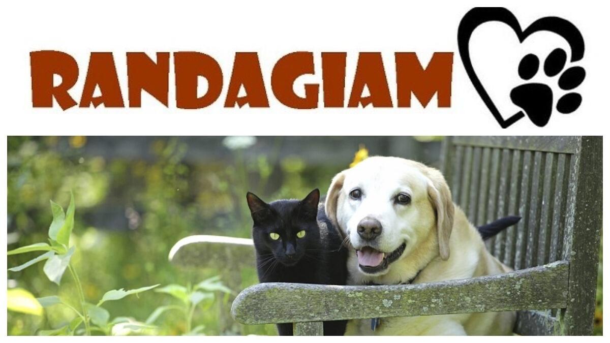 RandagiAmo, il Comune di Mascalucia lancia un progetto a favore degli animali - 