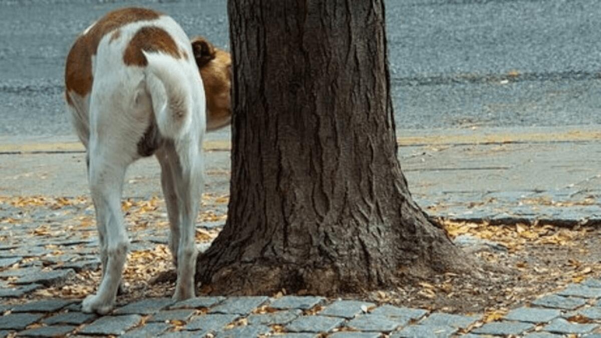 Obbligo dell’acqua per pulire pipì cani: approvato articolo ddl in Sicilia (I DETTAGLI) - 