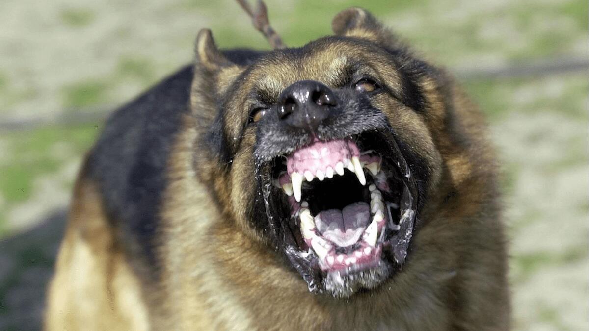 Studente passeggia in centro città: pregiudicato ventenne fa “fermo” utilizzando il cane come arma - 