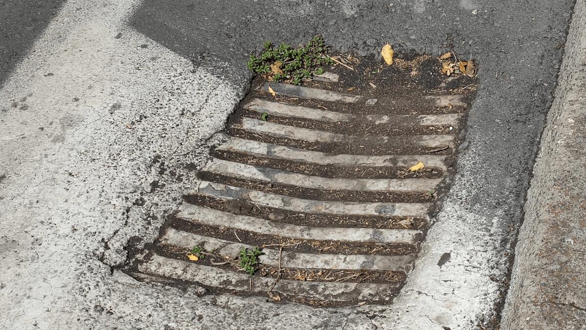 Pulizia caditoie e grate a Catania: associazione “Svegliati Catania” teme disagi col maltempo - 