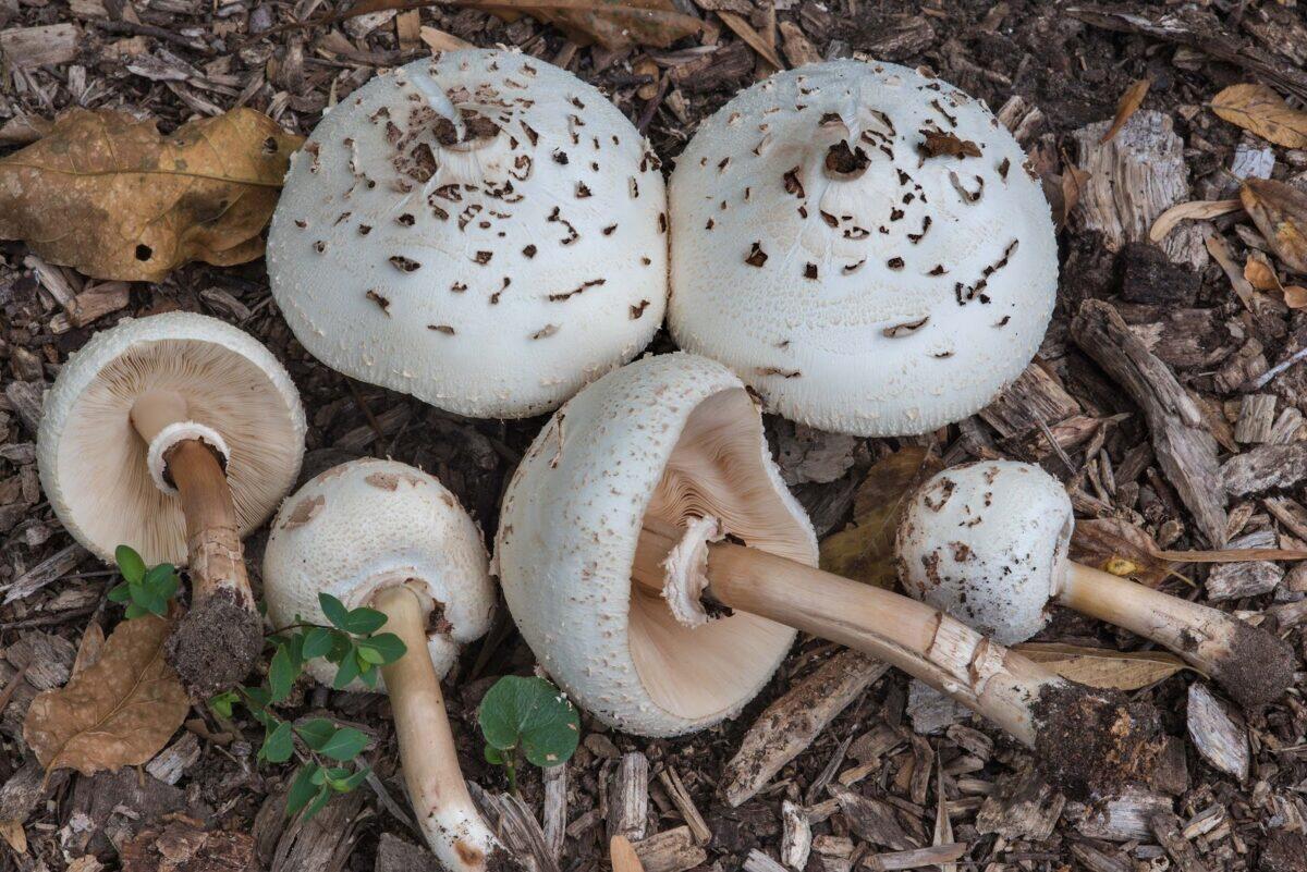 Primo avvelenamento da funghi della stagione: l'Asp di Catania invita a fare attenzione - 