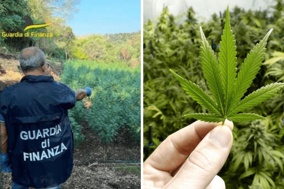 Nascondevano piantagioni di marijuana nell'area boschiva di Vizzini - 
