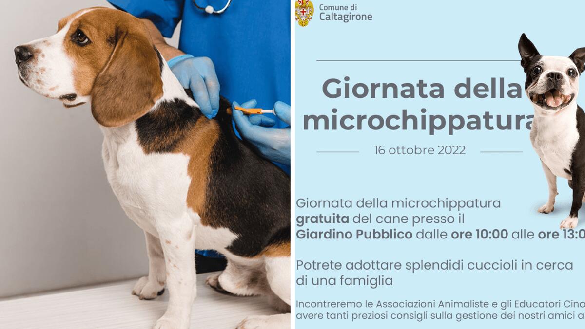 Torna la Giornata della microchippatura gratuita del cane (DOVE E QUANDO) - 