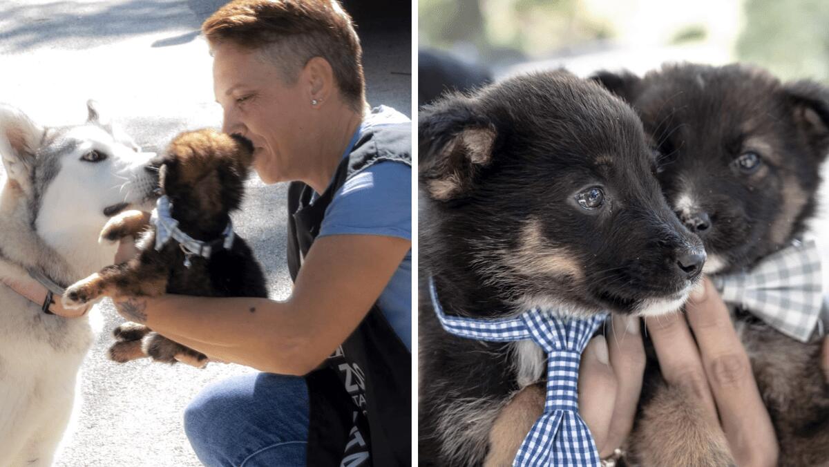 Giornata della microchippatura gratuita del cane: adottati anche due cuccioli - 