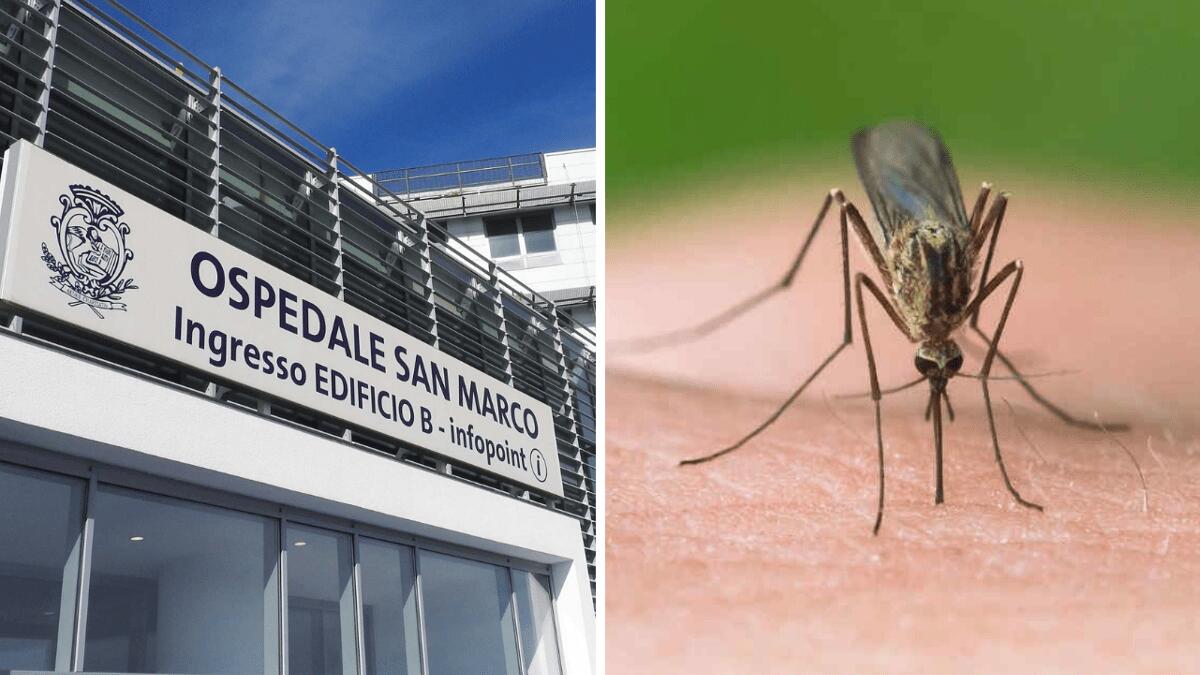 Febbre del Nilo, donna di 72 anni ricoverata in gravi condizioni (I DETTAGLI) - 