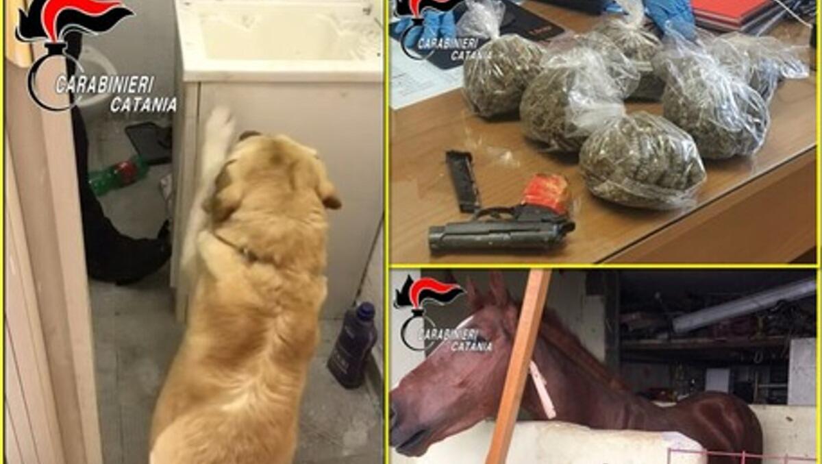 Un cavallo in una stalla abusiva, droga e una pistola: la scoperta dei carabinieri (I DETTAGLI) - 