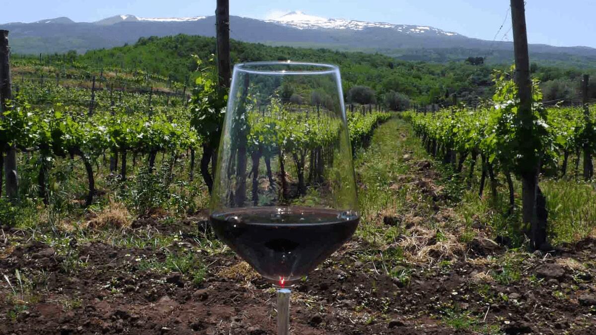 Per l’Etna Doc è un’annata dalla qualità eccellente: parola del Consorzio di Tutela - 