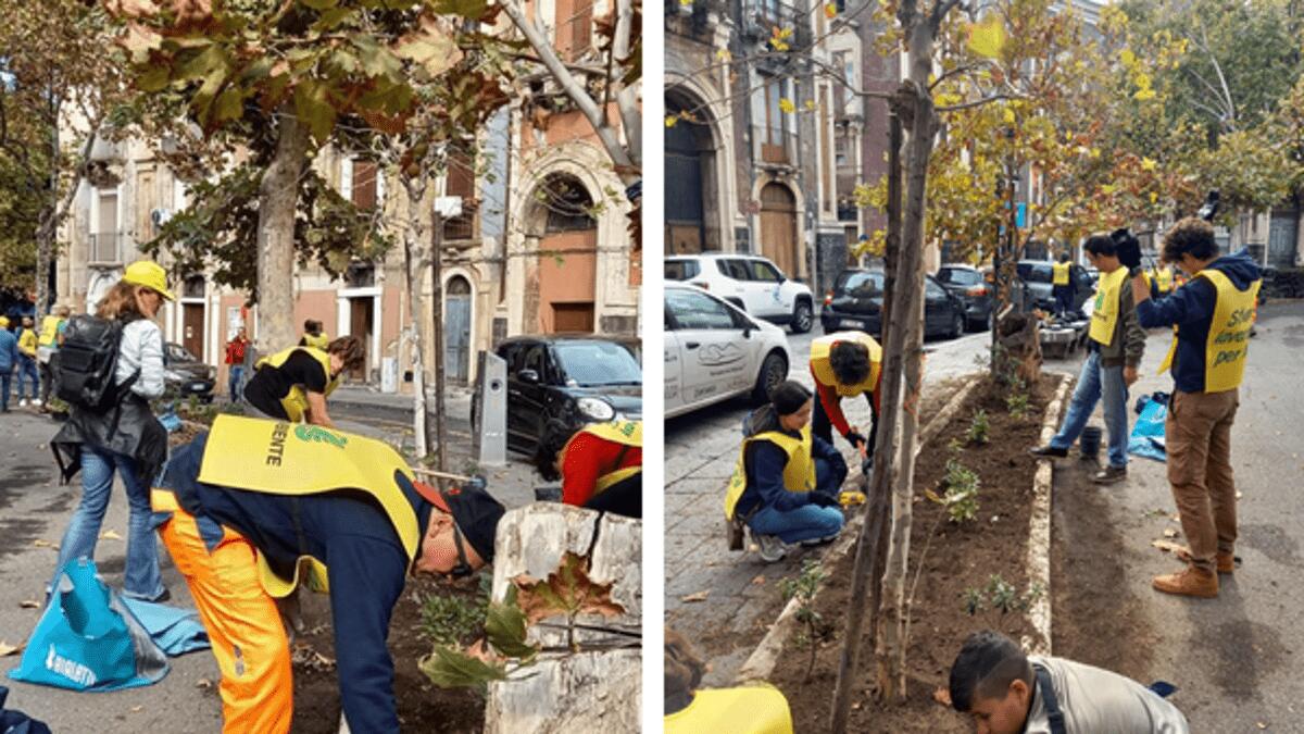 Nuove piante a Piazza Dante, Legambiente e altri volontari ripuliscono le aiuole - 