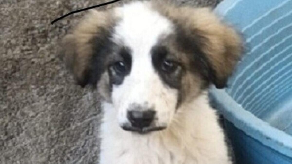 Strage di cani nell'acese, avvelenati 4 cuccioli: si cerca il responsabile - 