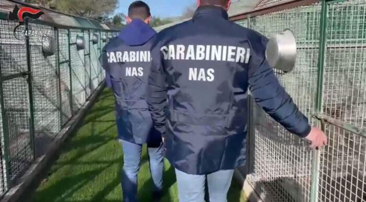 Canili di Catania da Shock: ecco come li hanno trovati i Nas - 