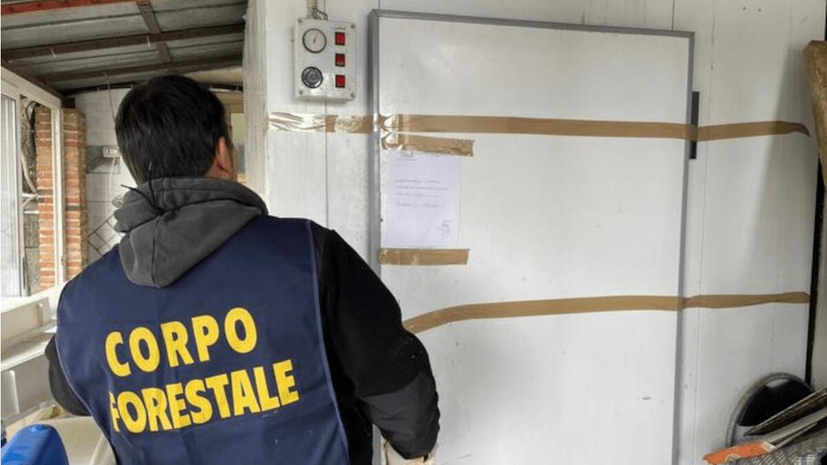 Caseificio abusivo nel Catanese: sequestrati oltre 1.500 kg di formaggi e ricotta tra farmaci e carcasse - 