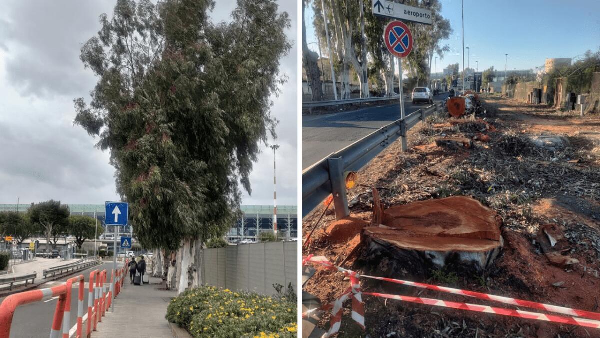 Aeroporto di Catania: i catanesi si indignano per l'abbattimento degli alberi - 