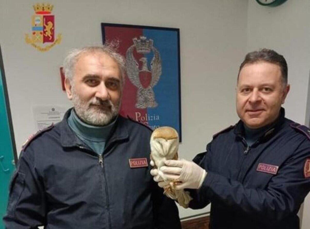 Barbagianni ferito diventa la stella del web dopo il suo salvataggio dai binari - 
