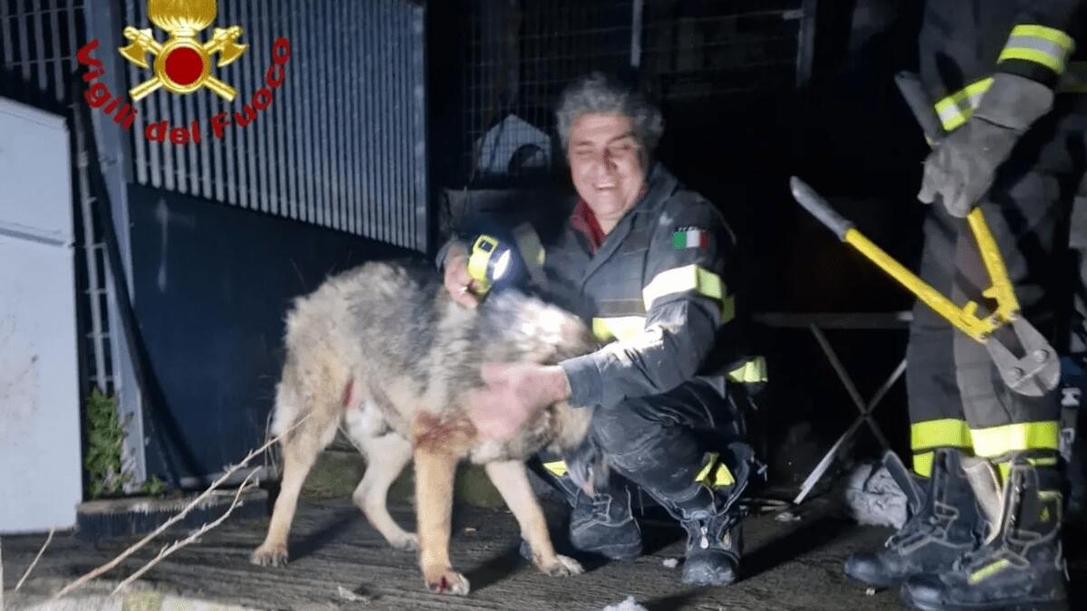 Cane in difficoltà salvato dai vigili del fuoco: la commovente riconciliazione con il proprietario - 
