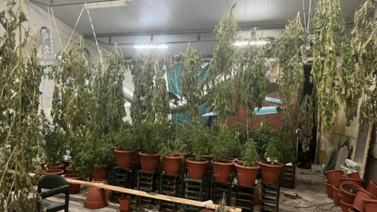 Blitz delle Volanti a Picanello: scoperta una serra di marijuana in un garage - 