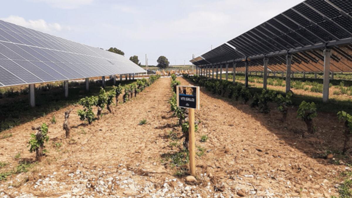 Engie inaugura il più grande parco agrivoltaico d'Italia in Sicilia: alimenterà attività Amazon in Italia - 
