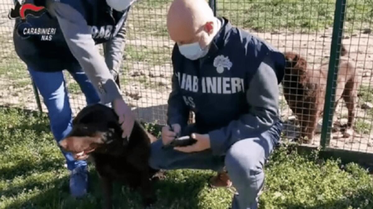 Multata azienda trasportatrice di cani senza formazione: sequestrati 5 animali di valore - 