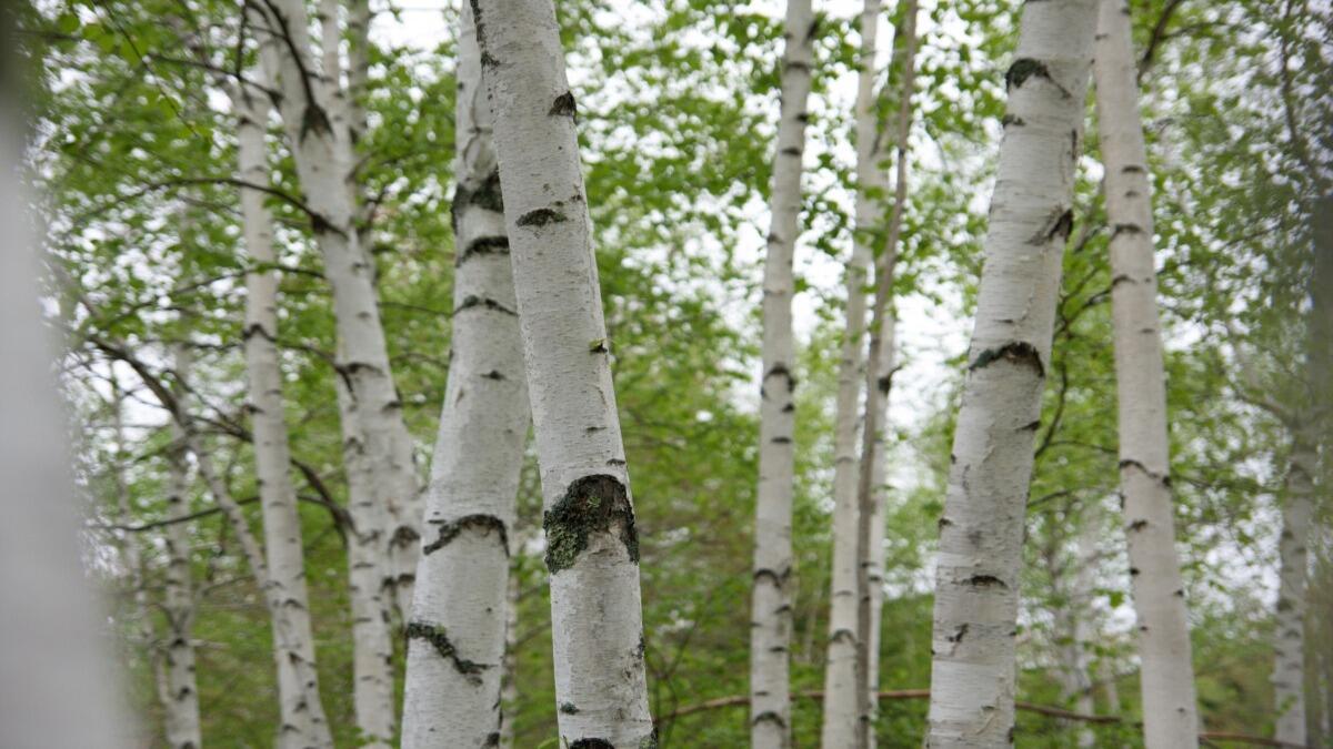 Betula aetnensis: un tesoro raro conservato sull'Etna - 