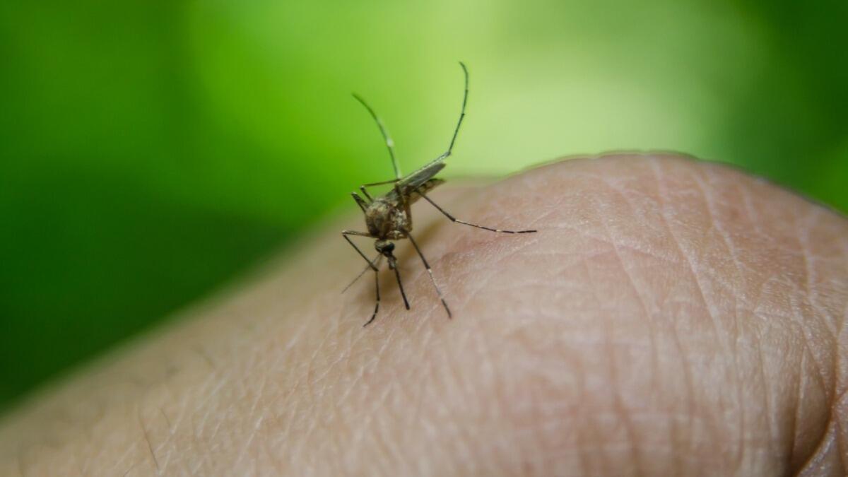 L'epidemia del West Nile Virus minaccia Catania: precauzioni da prendere - 