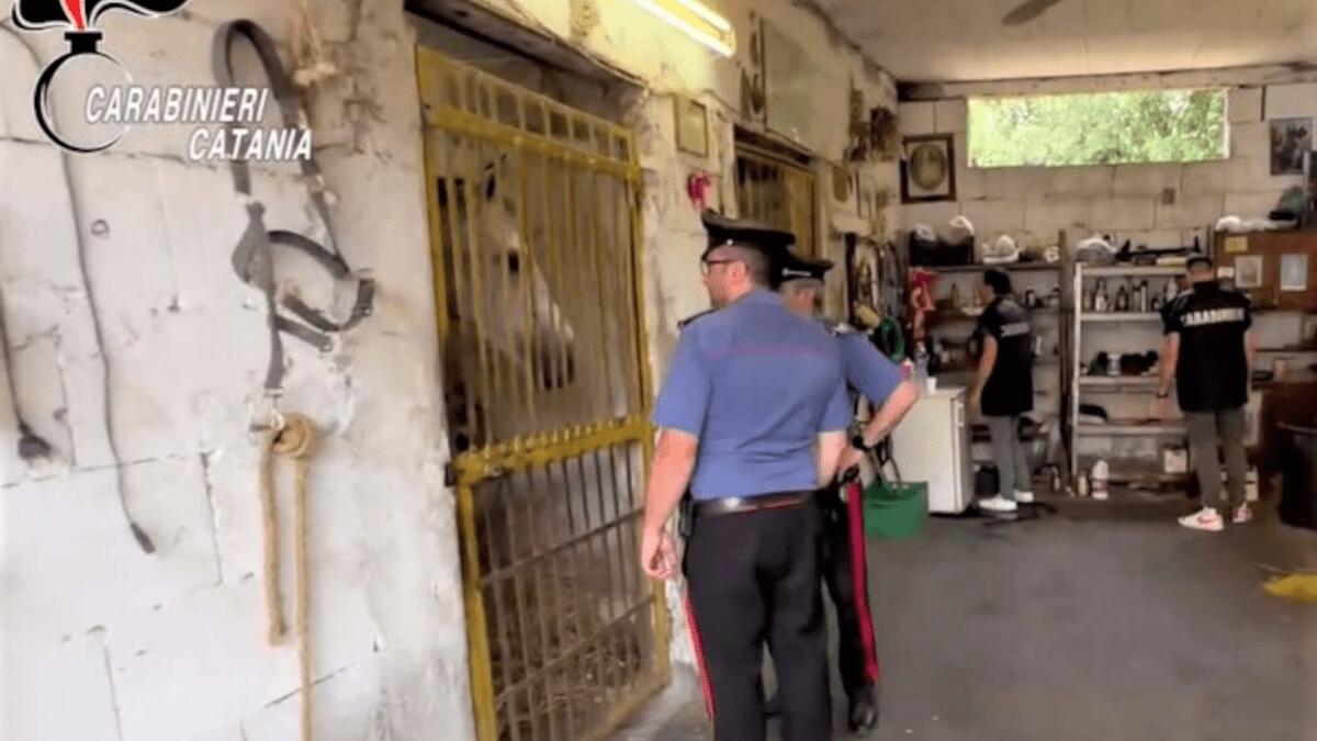 Corsa clandestina di cavalli sull'Etna: cinque denunce e sequestro degli animali, i video a incastrarli - 