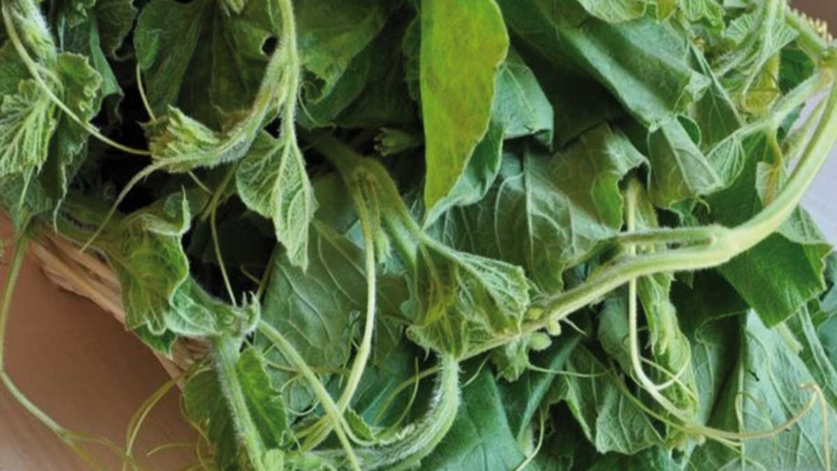 Pasta con i taddi di cucuzza, storia e ricetta della minestra estiva dei catanesi - 