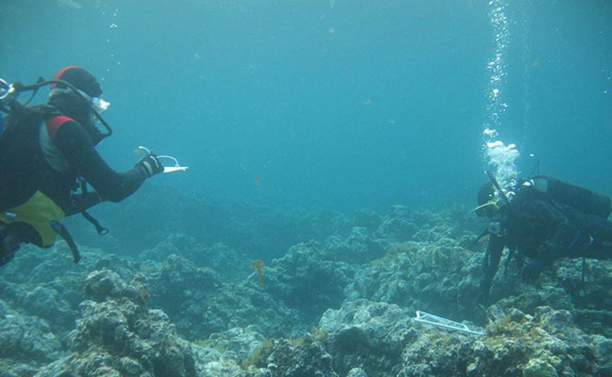Progetto MOPA: monitoraggio e conservazione del riccio di mare in Sicilia - 
