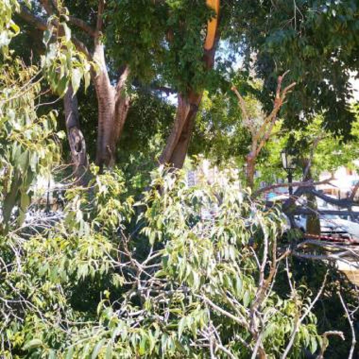 Palermo: lavori di abbattimento alberi e nuove piantumazioni su Viale Michelangelo per 25 giorni consecutivi - 