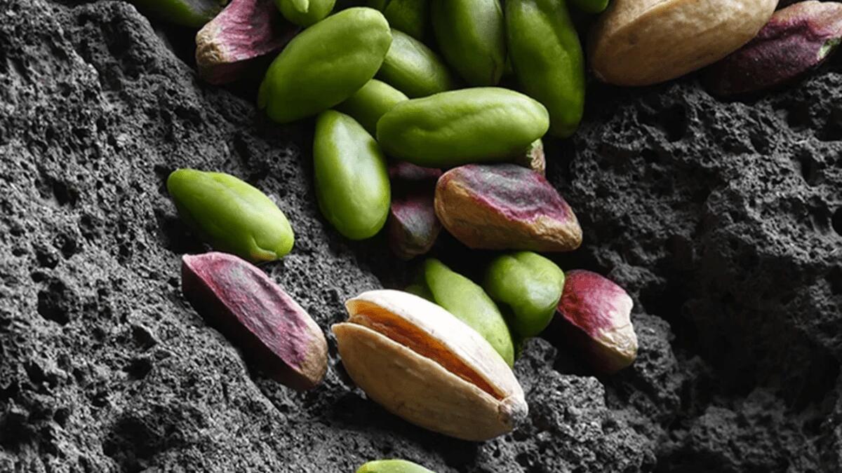 32ª edizione della Sagra del pistacchio verde di Bronte: tutto pronto, manca solo il pistacchio - 
