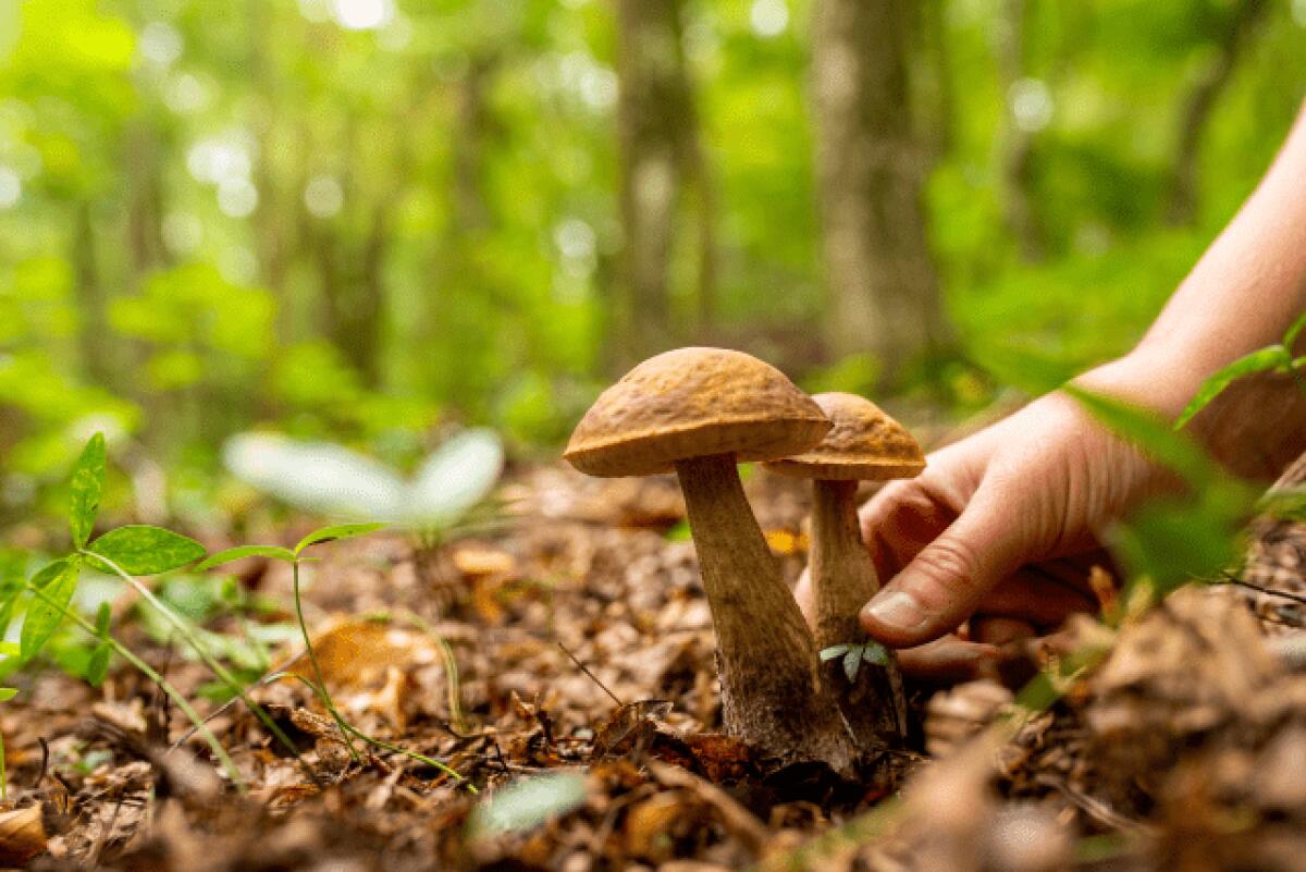 Modalità e criteri per il rilascio del tesserino nominativo personale per la raccolta funghi: tutte le informazioni qui! - 