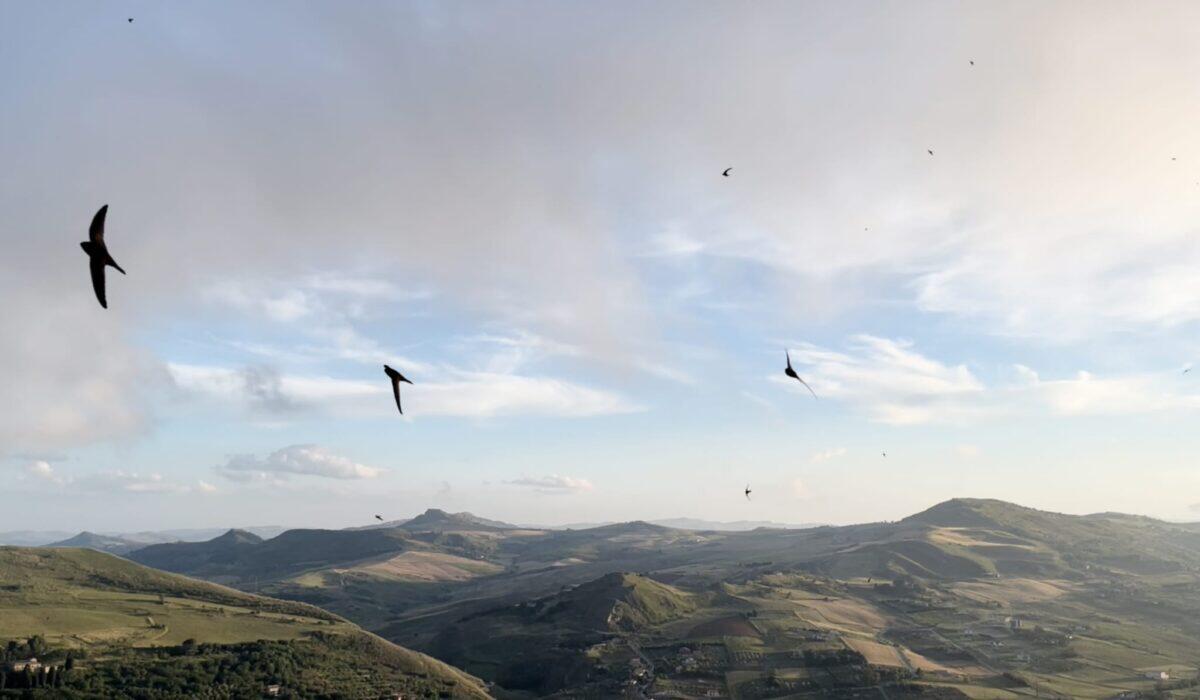 Insula – Impressioni di Sicilia: la rassegna di cortometraggi siciliani che conquista Catania - 
