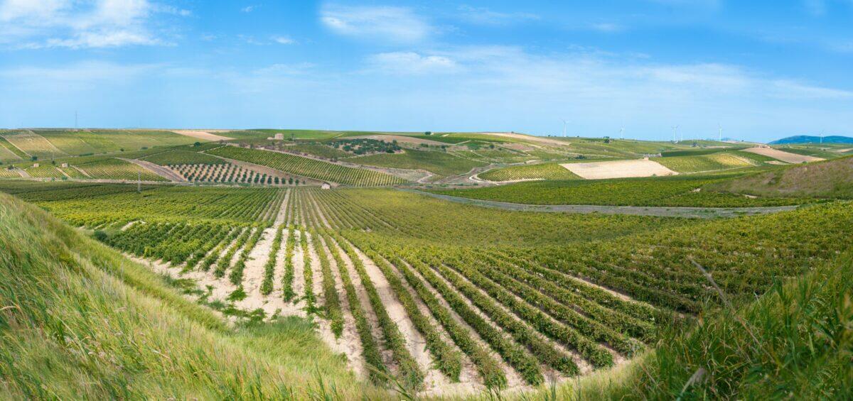 Stravina: innovazione sostenibile per il vino siciliano - 