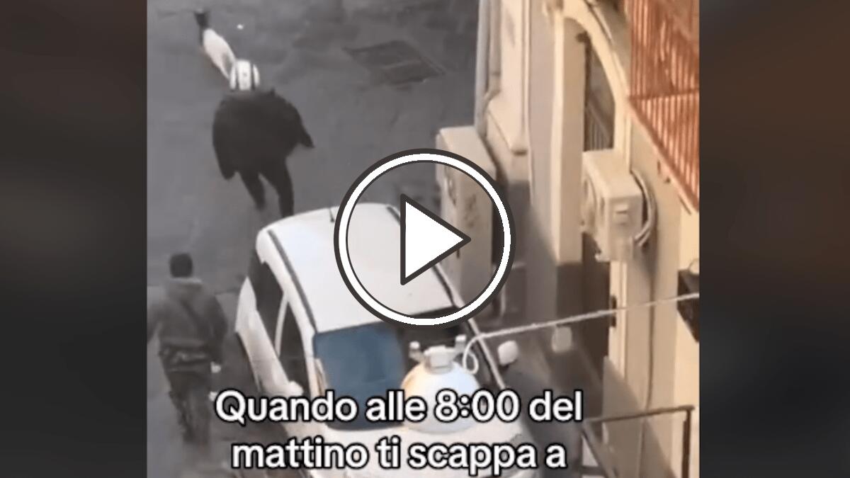 Capra in fuga a San Cristoforo: il video dell’inseguimento in mattinata a Catania - 