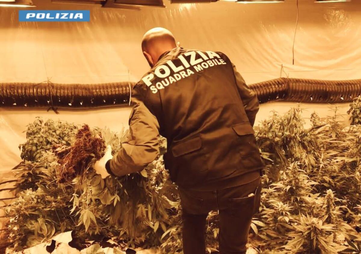 Niscemi: Arrestato 76enne per coltivazione di marijuana e furto di energia elettrica - 