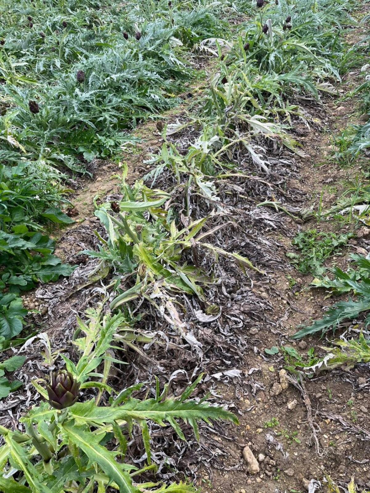 Emergenza siccità in Sicilia: Agricoltori di Menfi e Sambuca rischiano la perdita dei raccolti - 