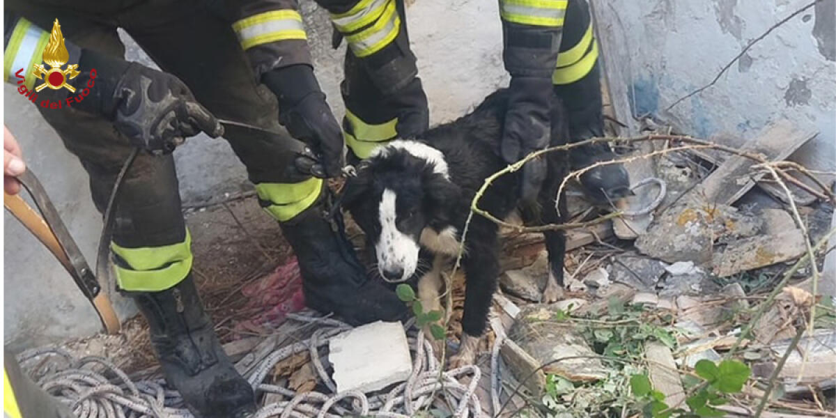 Salvataggio eroico: cane tratto vivo da pozzo dai Vigili del Fuoco a Siracusa - 