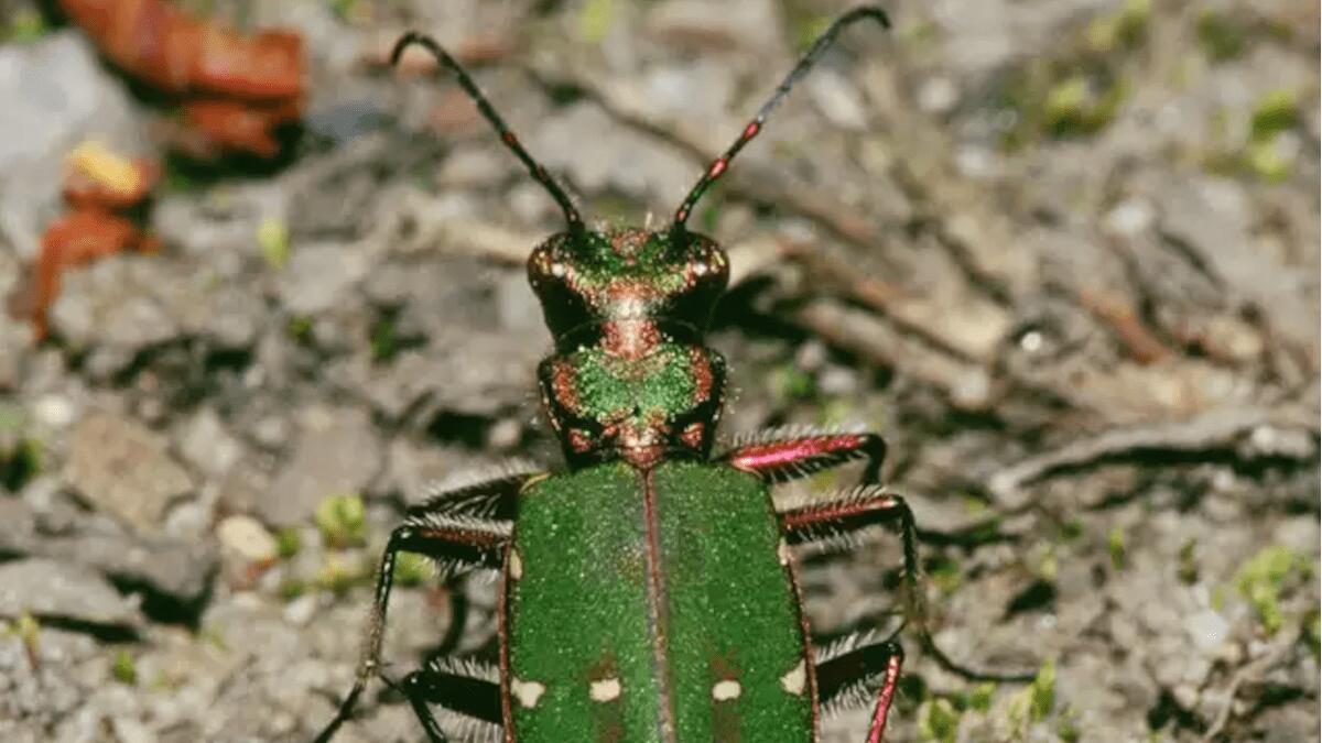 Scoperta la vivace Cicindela Didyme: scopriamo di più sullo scoppiettante insetto siciliano - 